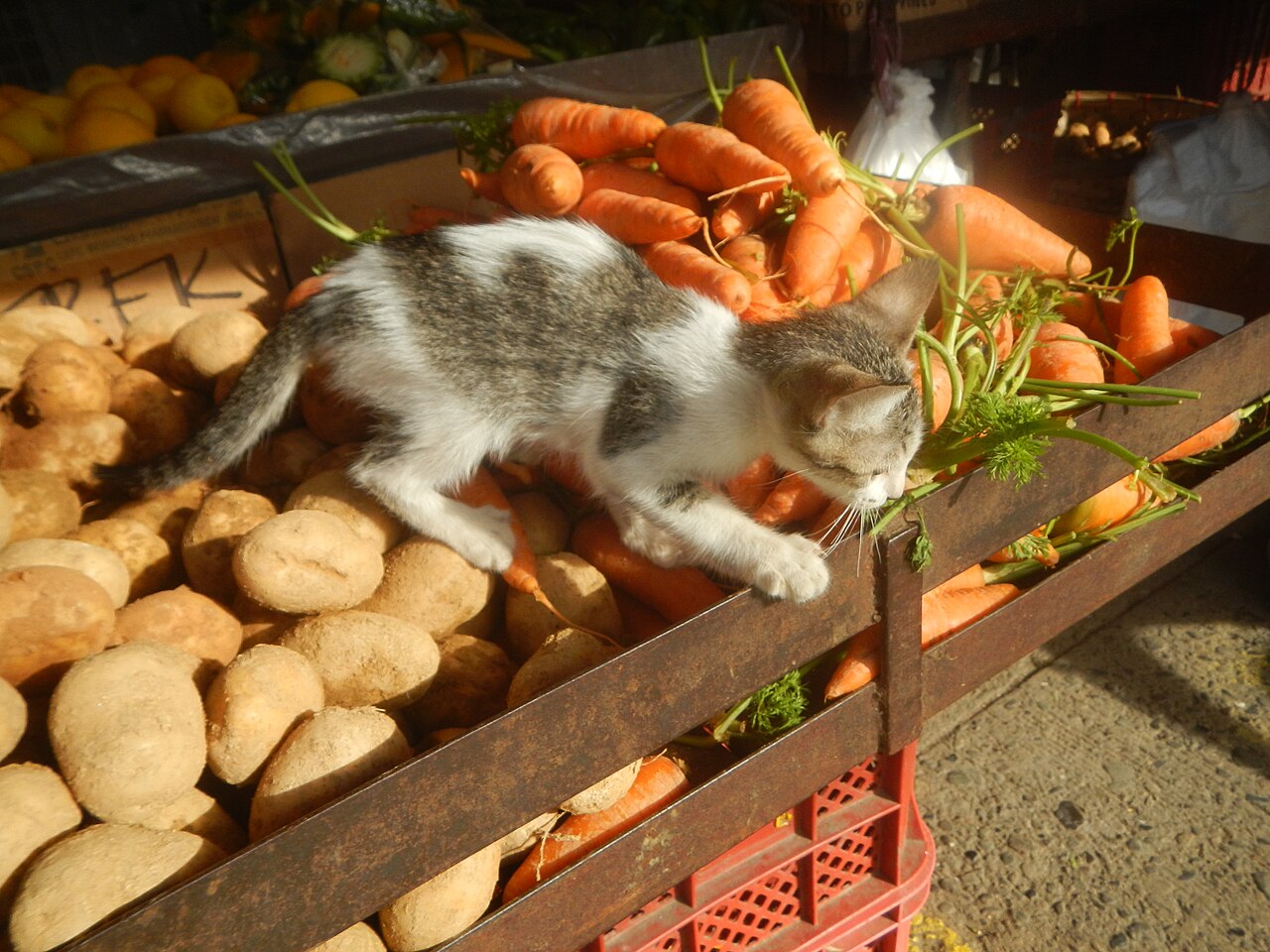 How to Practise Gratitude When Someone Moves Your Food Bowl
