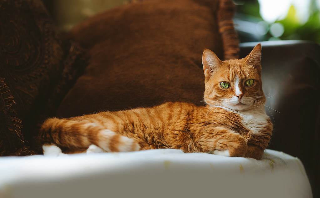 The Healing Power of the Slow Blink