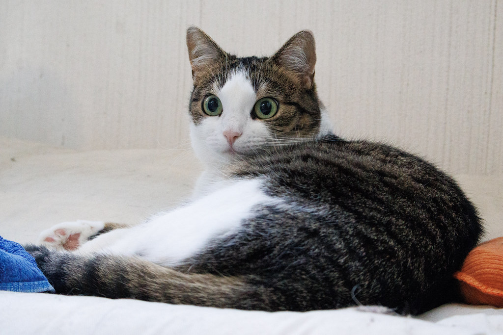 About Pawsitive Therapy Counselling