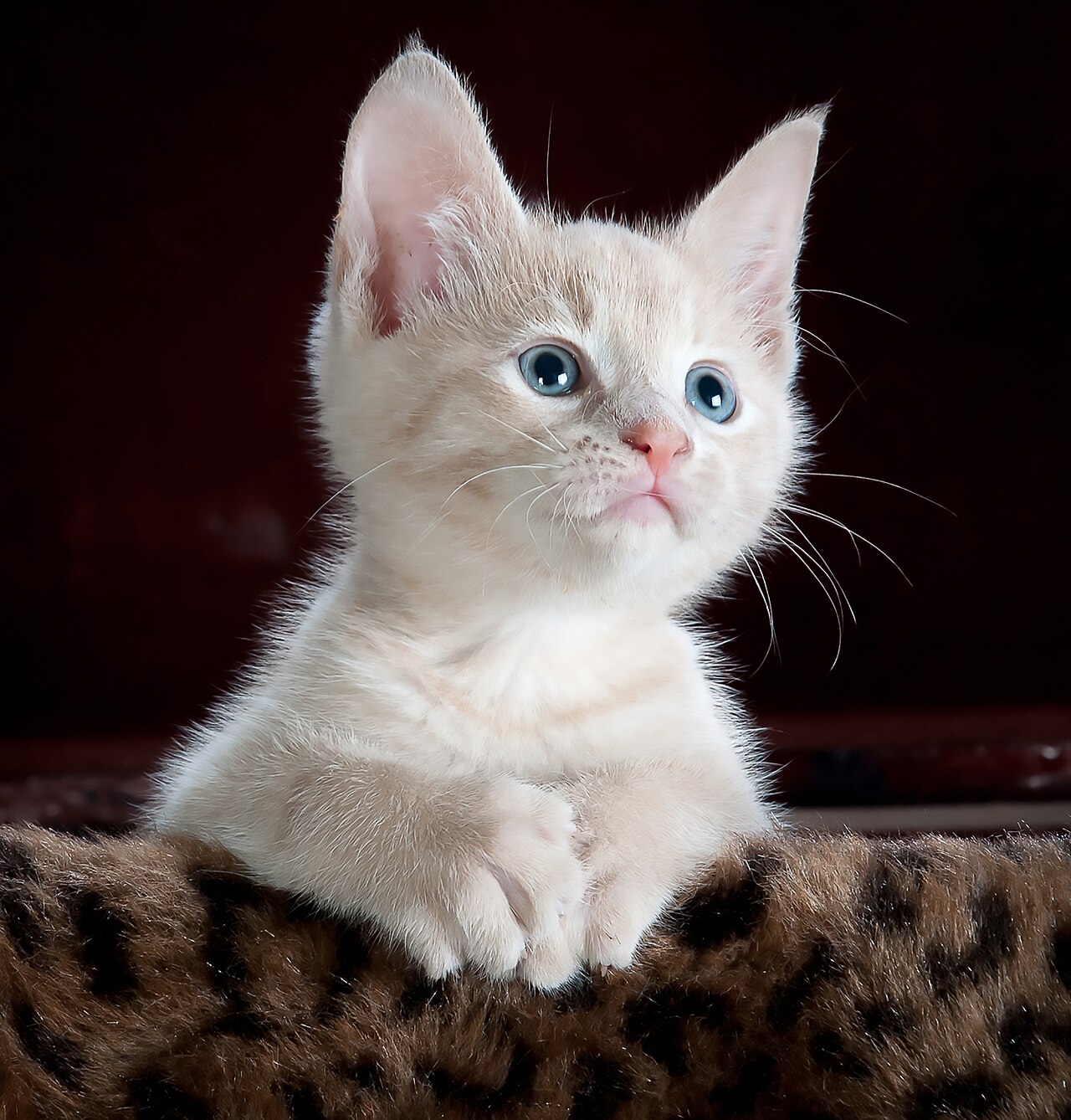 Seven Homework Assignments That Cats Have Actually Refused